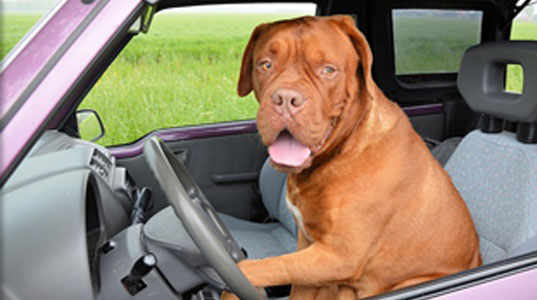 Should dogs wear seat belts? Should dogs wear seat belts?